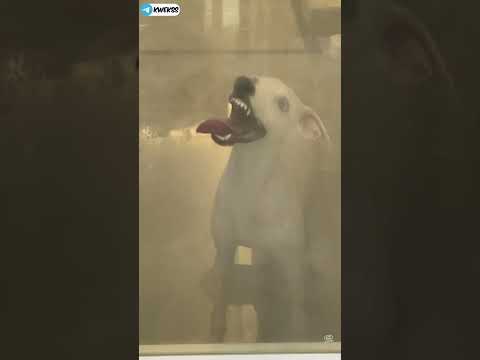UNUSUAL MEMES COMPILATION V28