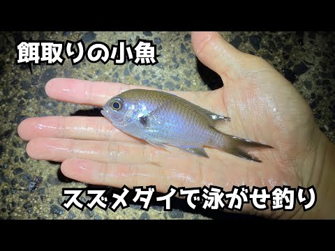 餌取りの小魚スズメダイで泳がせ釣り