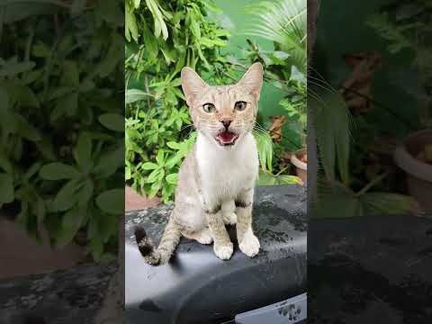 Asking for more pets 🥰🫶😺🤗❤️ #cutekitty #catcore #catshorts #kitten #petslove #catlove