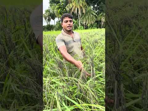 ā§Ģā§Ļ āĻŦāĻāϰ āĻāĻā§āϰ āĻāĻžāϞ⧠āĻāĻžāϤā§āϰ āϧāĻžāύ #agriculture #farmers