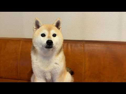 新必殺技のご披露なのに本番で勝手にアレンジをし始める柴犬