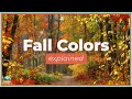 Fall Leaves and Photosynthesis Concepts