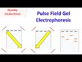 Pulsed Field Gel Electrophoresis Concepts