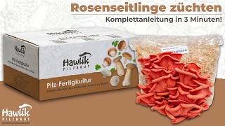 Pilze mit unseren Fertigkulturen züchten | Anbau-Anleitung für Rosenseitlinge und mehr