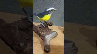 coleção de sibite arte em madeira