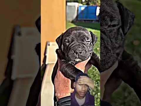 #pitbull #americanbully #pets #bull #memes #trolling #trending #😈😈