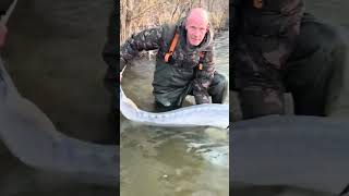 #fypviral #eelcatch #sturgeon #monsterfish