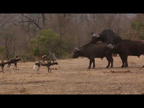 Wild dogs trying to catch a Buffalo calf
