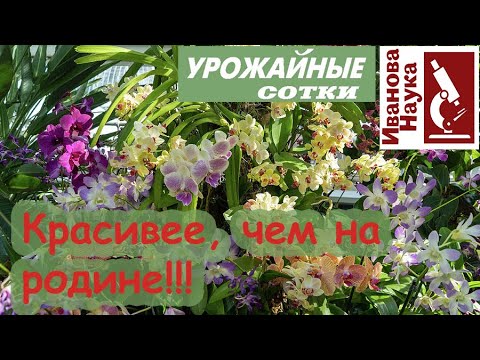 Отварная кора для орхидей! Будет жить и цвести как на родине! И даже еще лучше!