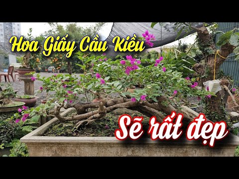 SH.9908. Cây Hoa giấy này mà chỉnh sửa thiết kế lại hợp lý chơi khá đẹp đấy.