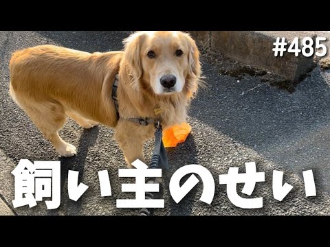 飼い主のせい【ゴールデンレトリバー】 サムネイル