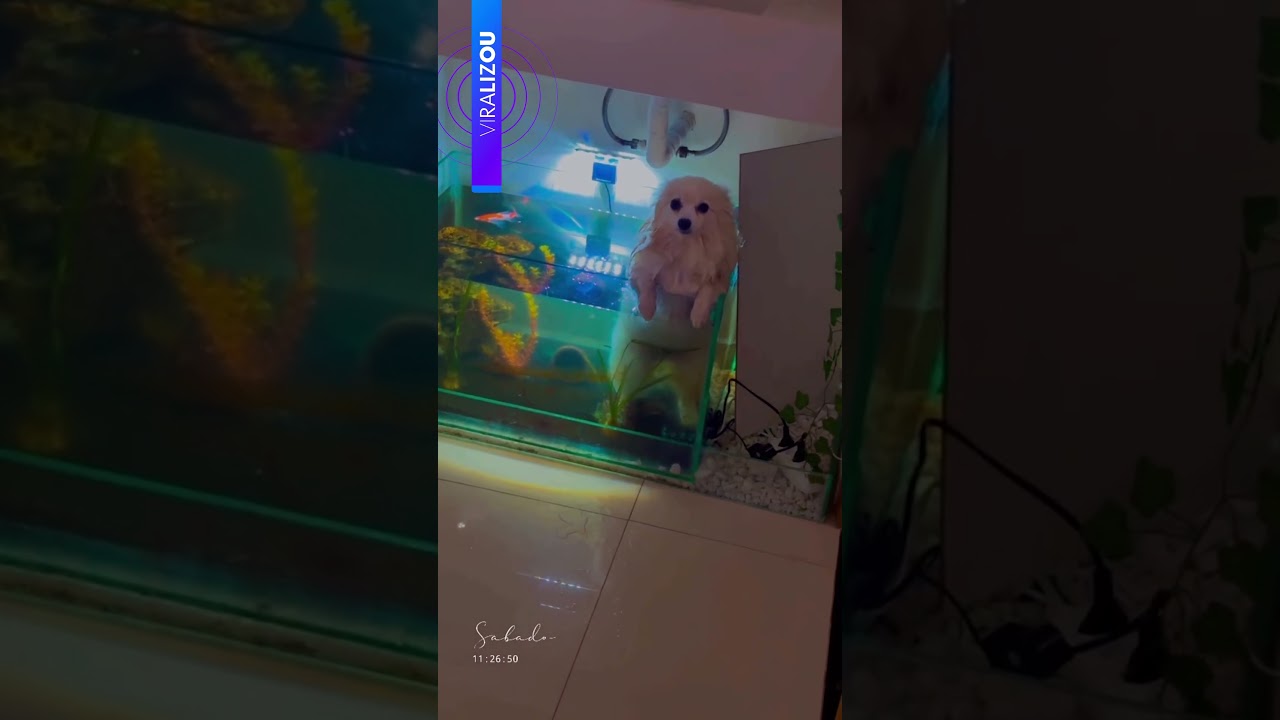 Quando a curiosidade vence Spitz cai no aquário e viraliza