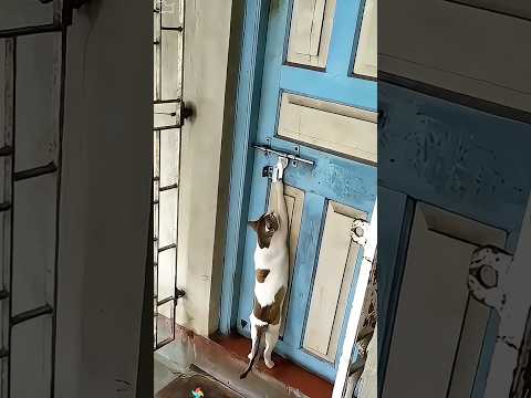 If you’re late opening the door for your cat🤣😾 #funny #cat #catshorts #catvideos #catvideos #cats
