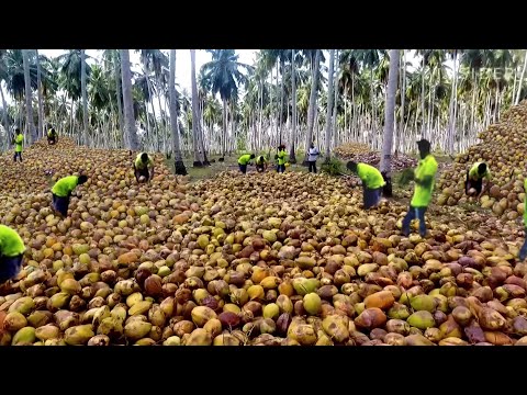 How Coconuts Are Harvested in Asia - Coconut Production Process In The Factory