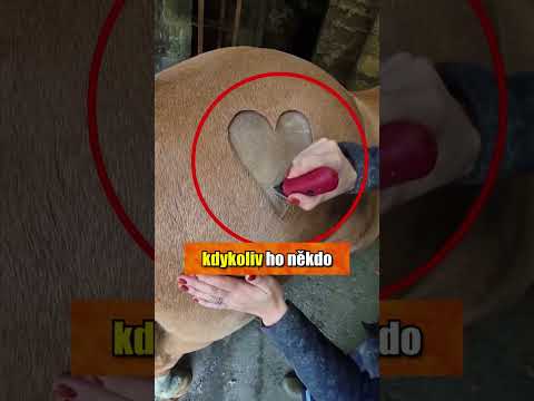 Její kůň si ji bude navždy pamatovat 😥🐎