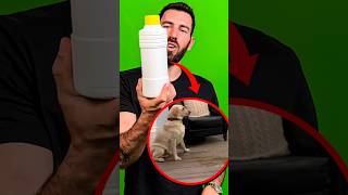 Esse produtinho secreto transforma o XIXI de cachorro em PÓ! 🐕‍🦺💦