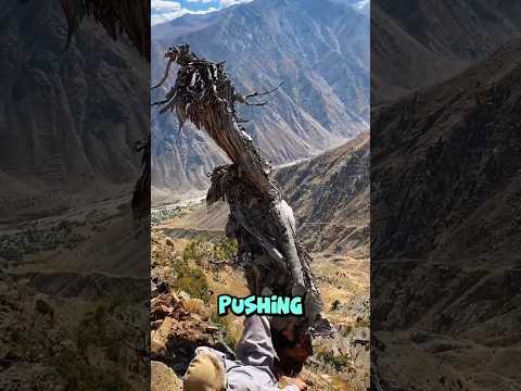 Perfect Method To Drop Tree From Mountain 🏔️🌲