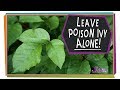 Understanding Poison Ivy and Allergies