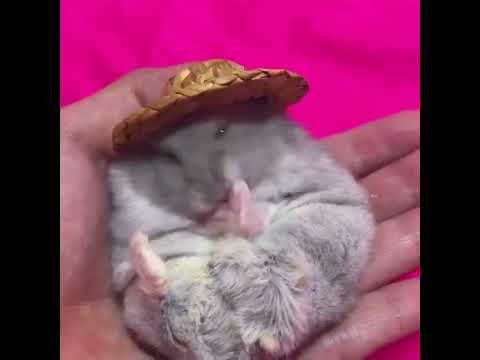 Cute #hamster grooming