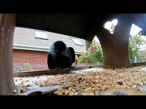 Click to view video Visitors to the bird table