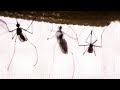 Mosquito Behavior and Communication