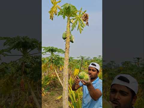 āĻāĻžāĻ āĻāϰā§āϤāĻŋ āĻĒā§āĻĒā§ āĻāĻžāĻ āĻā§'āĻā§ āĻĻā§āĻāϝāĻŧāĻžāϰ āĻāĻžāϰāύ#agriculture