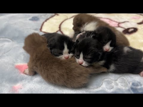 Cat Giving Birth: 3 kittens have identical faces.