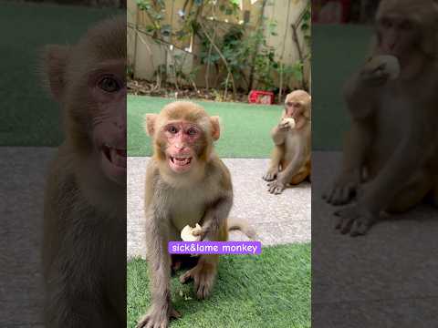 😬भूख से परेशान 🐒🐒: केले के लिए टूट पड़े । #monkey