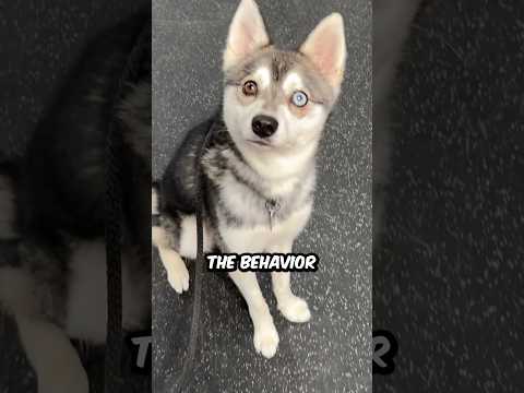 Training a reactive dog. Does your dog pull and bark at other dogs? #dogtraining #kleekai #dog