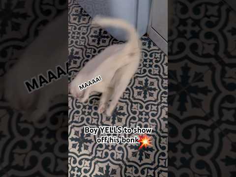 Cat YELLS for attention to show off his trick  #funnycat  #acrobatics  #bonk  #catvideos