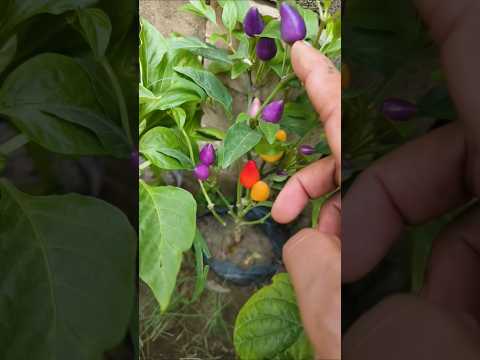 Purple mirch #gardening #plants #houseplants #ytshort #garden