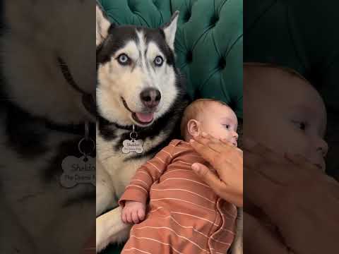 Funny Dogs 😂 Sheldon Cuddles Baby Leonard Like a Stuffed Animal