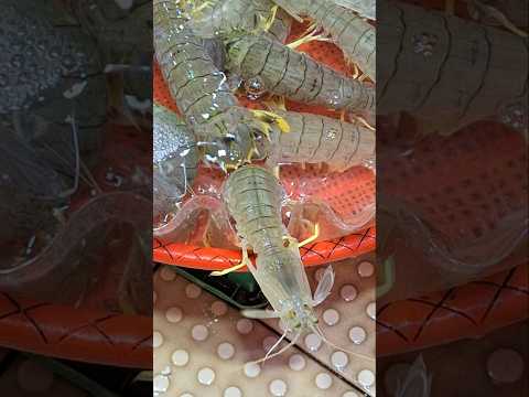 Mantis Shrimp/Benjie Gonzales tv