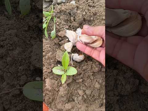 लहसुन कैसे उगाएं #terracegarden #ytshort #garden #garlic