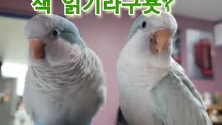 [안녕하새오, 앵무새 치즈애오] 신년맞이 서평 EVENT!!!
