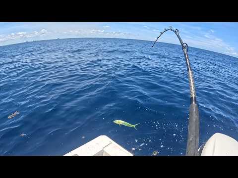 Live bait fishing offshore summertime action video thumbnail