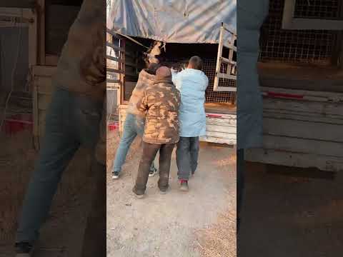 #乡土好货贺新春 #幸福乡村有年味 #鸵鸟苗多少钱一只 #自家养殖