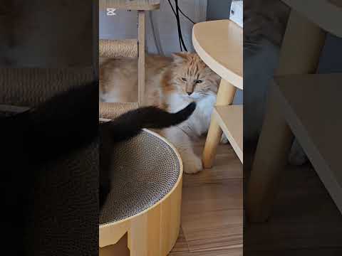 保護猫、黒ちゃん#幸吉#野良猫保護#救助#捨て猫#Protecting stray cats #Rescue #Abandoned cats