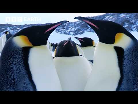 Love In The Animal Kingdom | BBC Earth | BBC Studios