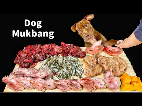 Best Dog MUKBANG PITBULL EATING RAW FOODS