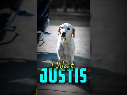 The Dog Want Justice 🥺💔 | Tiger Editz | #shorts #song #movie