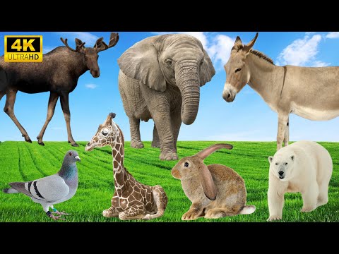 Unforgettable Animal Encounters: Donkey, Elephant, Rabbit, Giraffe, Moose - Animal Sounds