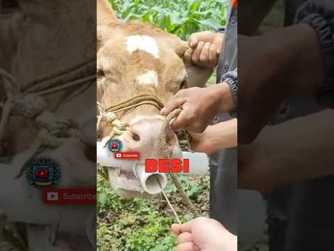 Perjuangan Mengeluarkan Besi dari Perut Sapi Tua #shortvideo #shorts #viralvideo