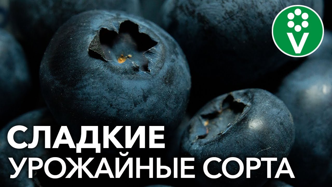 Эти сорта голубики вам точно захочется посадить!