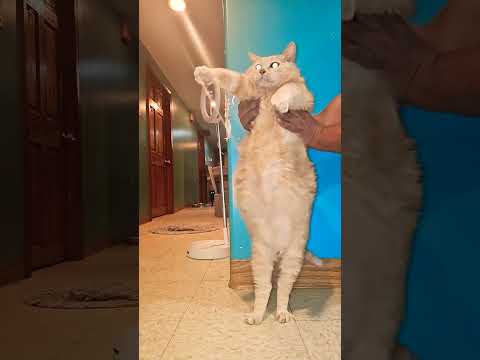 #cat