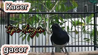 kicau burung Kacer jantan gacor || cocok buat pancingan burung macet bunyi