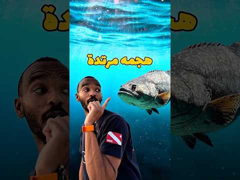 معركة بينى وبين الجروبر فيش فى المحيط 🤯 ( قصة حقيقية ) #غوص #diving #scubadiving #modrar