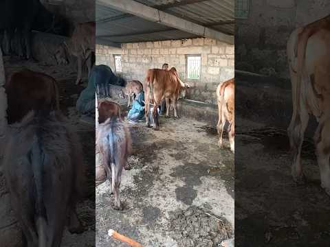 Buy Ghee with Video Proof - Order #35 Ghee Making Video