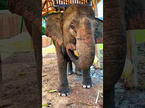 Elephant eating banana tree