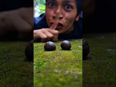 cute pill millipedes #shortvideo #pillmillipede